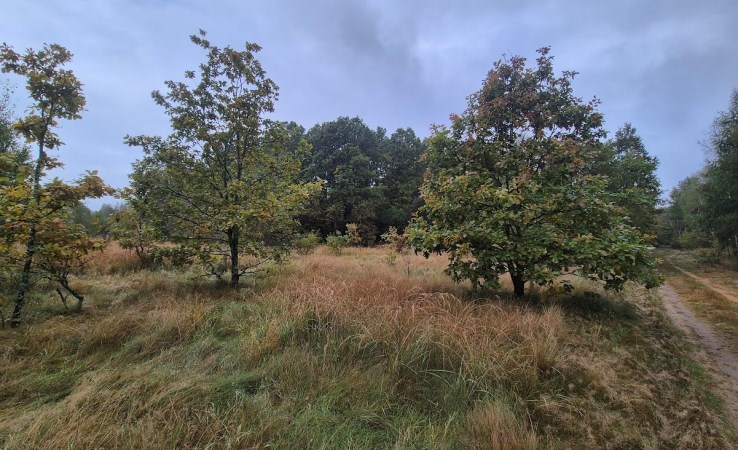 działka na sprzedaż - Konopiska, Aleksandria